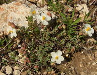 Helianthemum apenninum