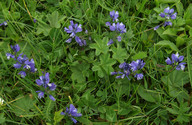 Polygala calcarea