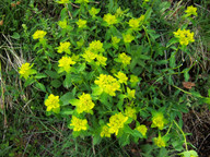 Euphorbia flavicoma