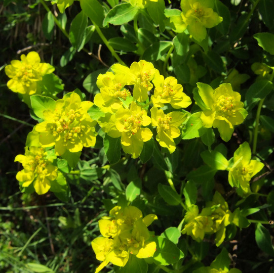 Euphorbia flavicoma