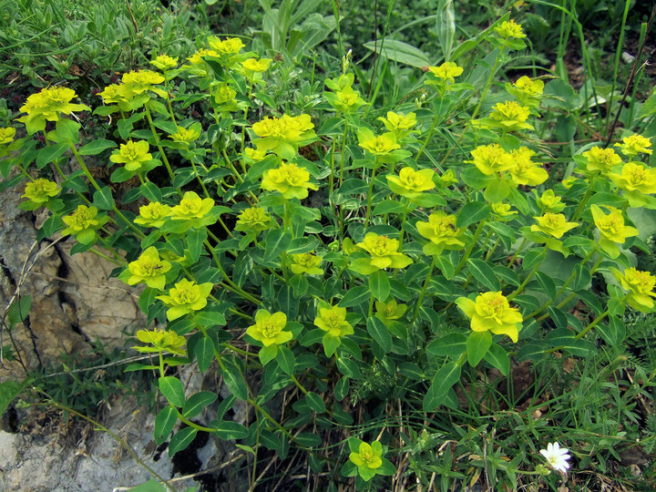 Euphorbia flavicoma