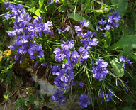 Polygala calcarea