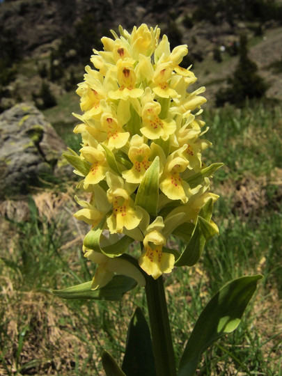 Dactylorhiza sambucina