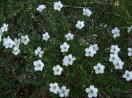 Linum suffruticosum