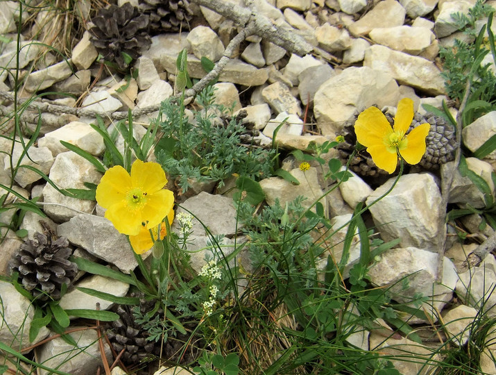 Papaver aurantiacum