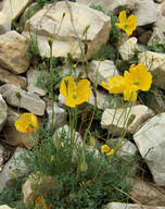 Papaver aurantiacum