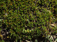 Salix retusa