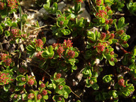 Salix retusa