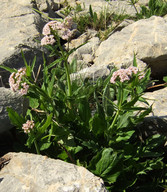 Valeriana tripteris