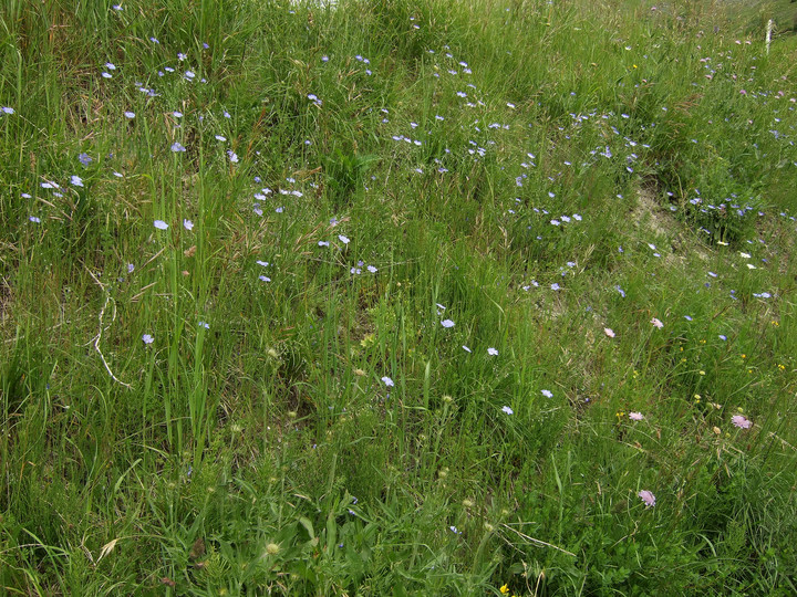 Linum alpinum