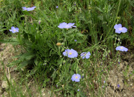 Linum alpinum