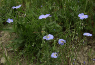 Linum alpinum