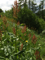 Rumex arifolius