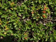 Salix serpyllifolia