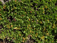 Salix serpyllifolia