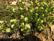 Galium megalospermum