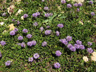 Globularia cordifolia