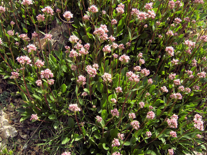 Valeriana montana