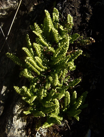 Asplenium viride