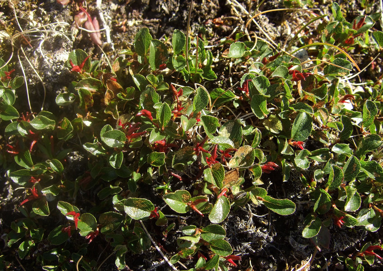 Salix polaris