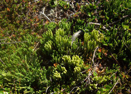 Diphasiastrum alpinum