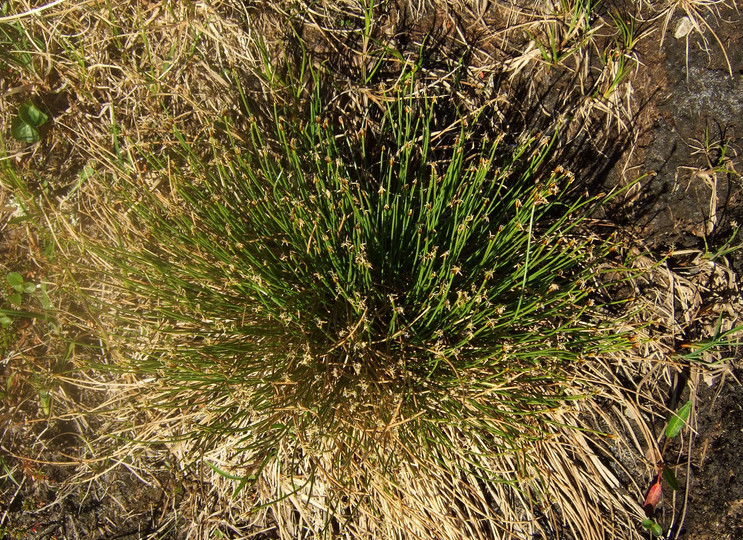 Eleocharis caespitosa