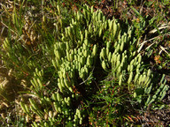 Diphasiastrum alpinum