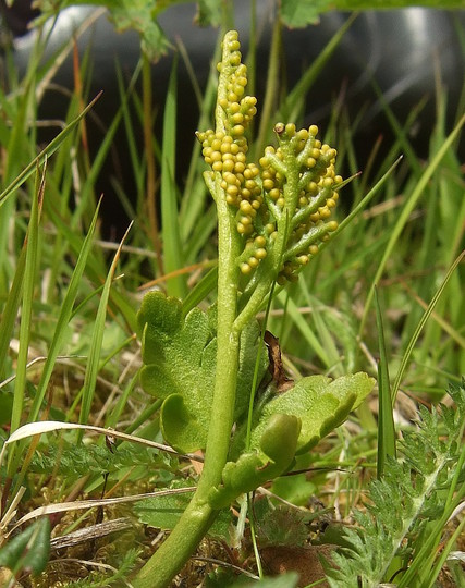 Botrychium boreale