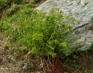 Athyrium distentifolium