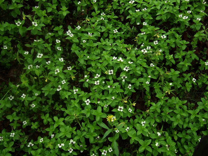 Cornus suecica