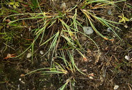 Carex bicolor