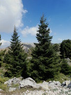 Abies pinsapo