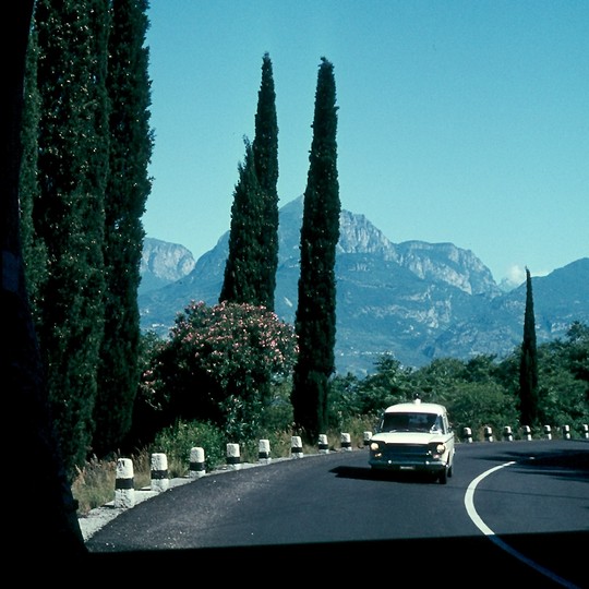 Cupressus sempervirens