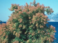 Cotinus coggygria