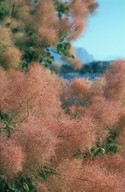 Cotinus coggygria