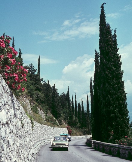 Cupressus sempervirens