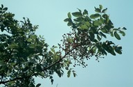 Pistacia terebinthus