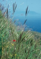 Andropogon ischaemum