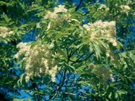 Fraxinus ornus