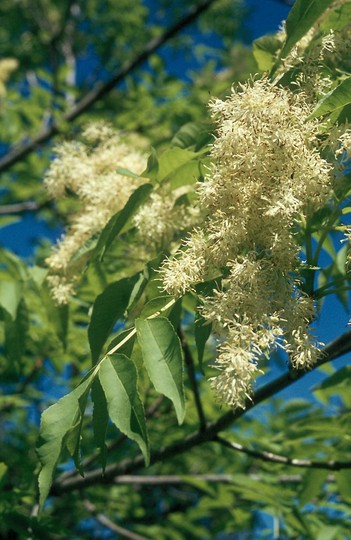 Fraxinus ornus