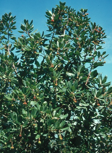 Arbutus unedo