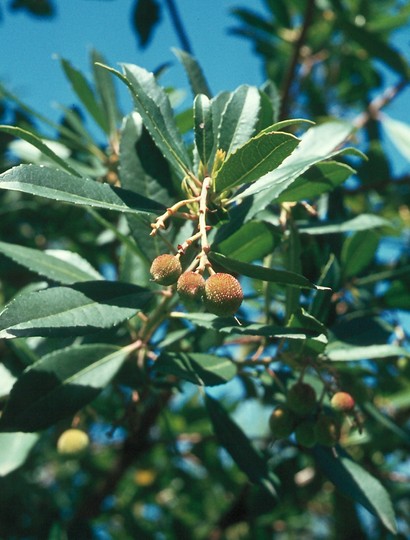 Arbutus unedo