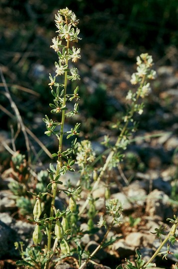 Reseda phyteuma