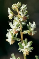 Reseda phyteuma