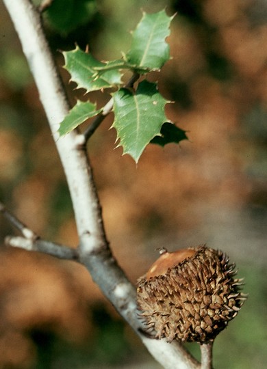 Quercus ilex