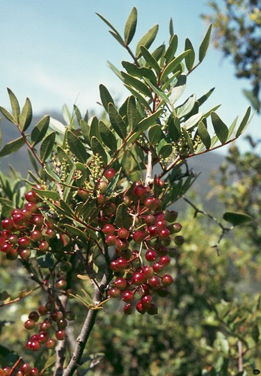 Pistacia lentiscus