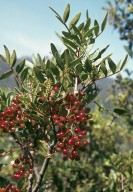 Pistacia lentiscus