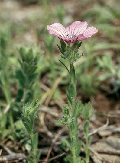 Linum pubescens