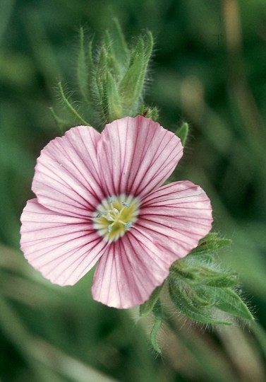 Linum pubescens