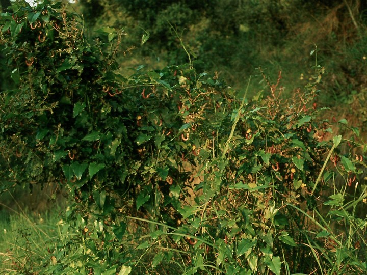 Aristolochia sempervirens